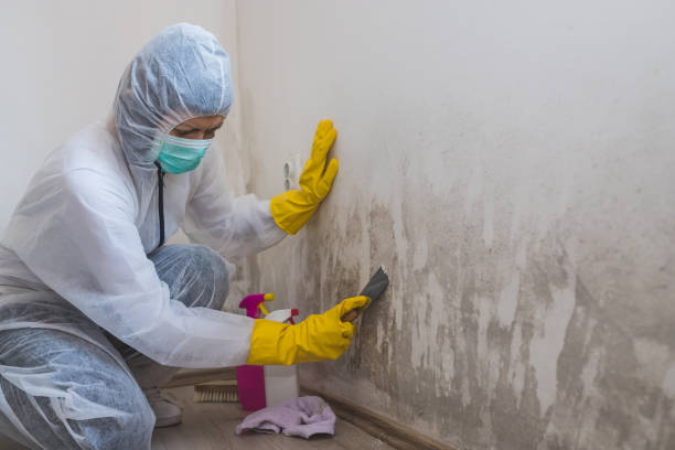 Best Residential Mold Remediation in South Pasadena, FL