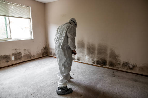 Best Mold Remediation for Specific Building Types in South Pasadena, FL