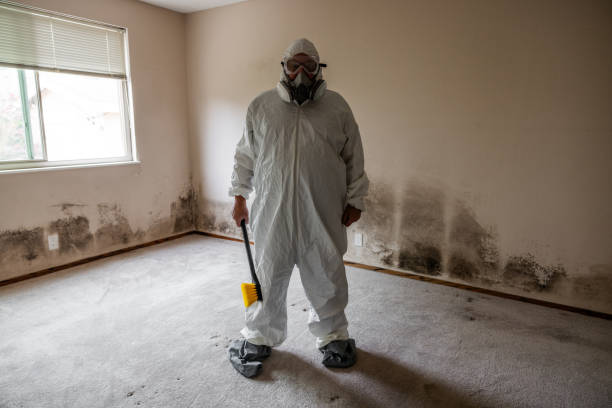 Best Basement Mold Remediation in South Pasadena, FL