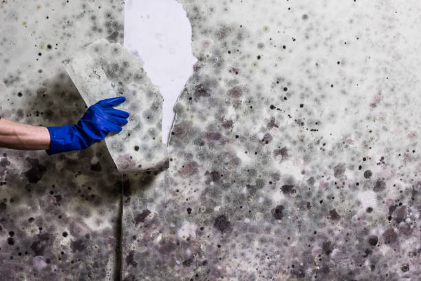 Best Post-Flood Mold Remediation in South Pasadena, FL